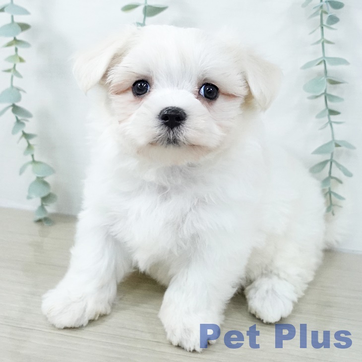 千葉県のマルチーズ (ペットプラス 八千代緑が丘店/2025年11月2日生まれ/男の子/ホワイト)の子犬の1枚目の画像