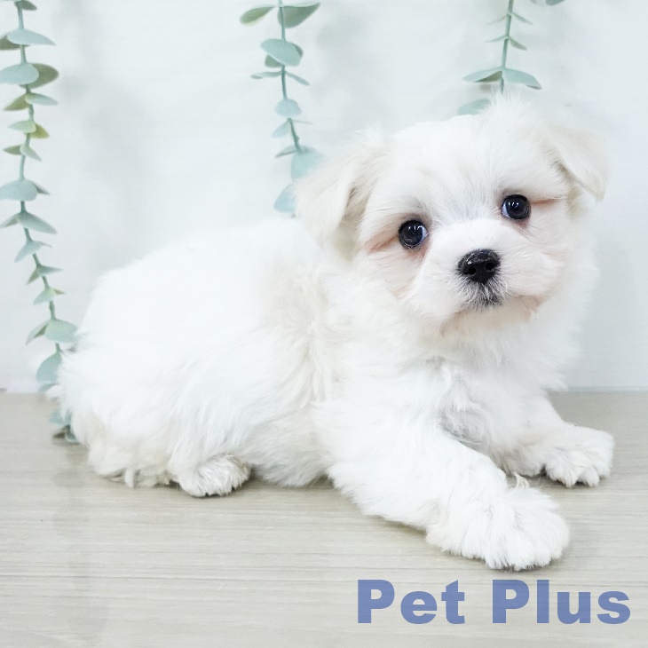 千葉県のマルチーズ (ペットプラス 八千代緑が丘店/2025年11月2日生まれ/男の子/ホワイト)の子犬の2枚目の画像