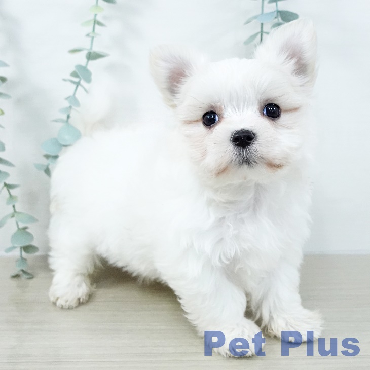 山形県のマルチーズ (ペットプラス 天童店/2025年11月2日生まれ/女の子/ホワイト)の子犬の1枚目の画像