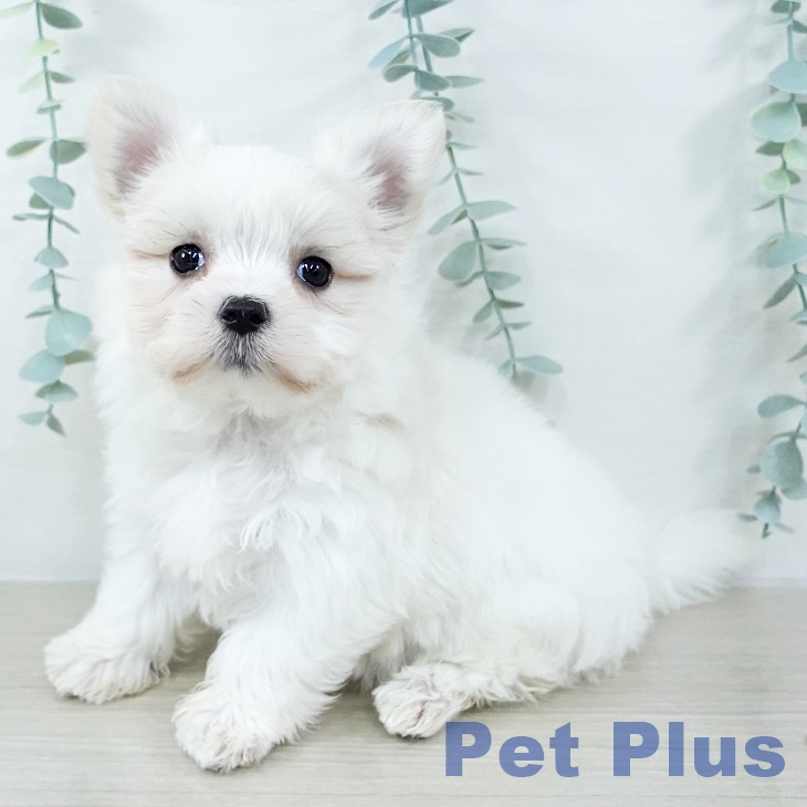 山形県のマルチーズ (ペットプラス 天童店/2025年11月2日生まれ/女の子/ホワイト)の子犬の2枚目の画像