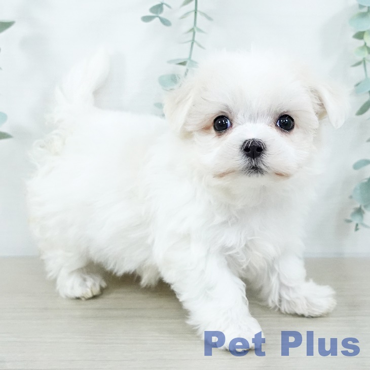埼玉県のマルチーズ (ペッツワン 新座店/2025年11月2日生まれ/女の子/ホワイト)の子犬の1枚目の画像