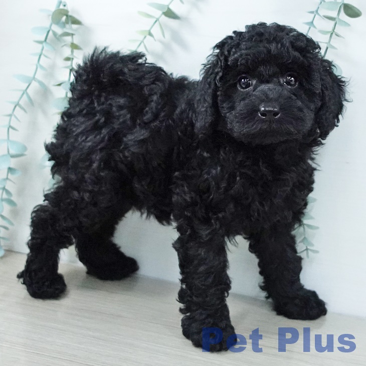 山梨県のトイプードル(トイ) (ペットプラス 甲府昭和店/2025年10月29日生まれ/女の子/ブラック)の子犬の1枚目の画像