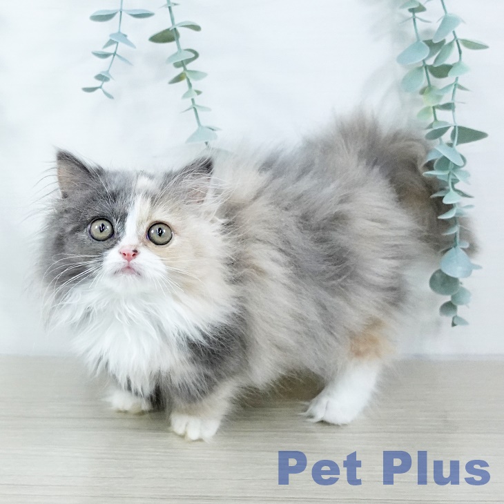埼玉県のミヌエット (ペットプラス 羽生店/2025年10月6日生まれ/女の子/ダイリュートキャリコ)の子猫の1枚目の画像
