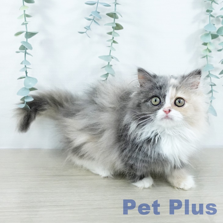 埼玉県のミヌエット (ペットプラス 羽生店/2025年10月6日生まれ/女の子/ダイリュートキャリコ)の子猫の2枚目の画像