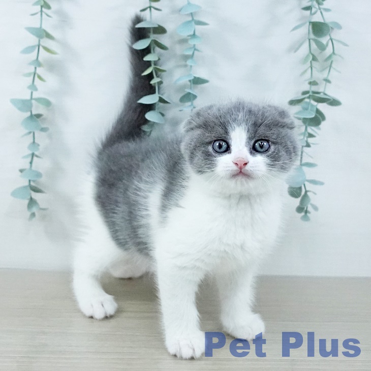 埼玉県のスコティッシュフォールド (ペッツワン 吉川美南店/2025年11月5日生まれ/男の子/ブルータビーホワイト)の子猫の1枚目の画像