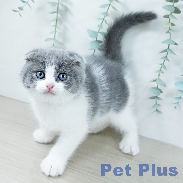 埼玉県のスコティッシュフォールド (ペッツワン 吉川美南店/2025年11月5日生まれ/男の子/ブルータビーホワイト)の子猫の2枚目の画像