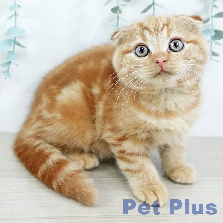 山梨県のスコティッシュフォールド (ペットプラス 甲府昭和店/2025年10月14日生まれ/男の子/レッドタビー)の子猫の1枚目の画像