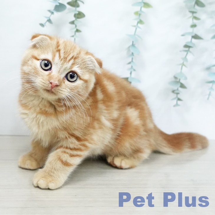 山梨県のスコティッシュフォールド (ペットプラス 甲府昭和店/2025年10月14日生まれ/男の子/レッドタビー)の子猫の2枚目の画像