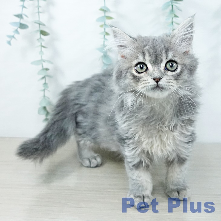 長野県のスコティッシュフォールド (ペットプラス 須坂店/2025年10月25日生まれ/男の子/ブルータビー)の子猫の1枚目の画像