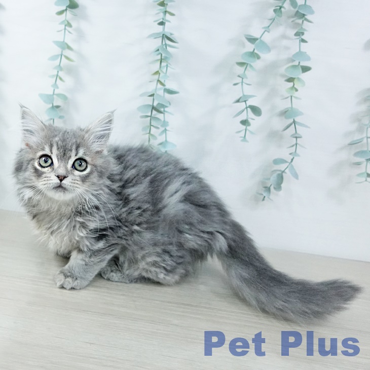 長野県のスコティッシュフォールド (ペットプラス 須坂店/2025年10月25日生まれ/男の子/ブルータビー)の子猫の2枚目の画像