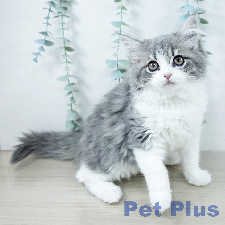 埼玉県のスコティッシュフォールド (ペットプラス ピオニウォーク東松山店/2025年10月25日生まれ/男の子/ブルータビーホワイト)の子猫の1枚目の画像