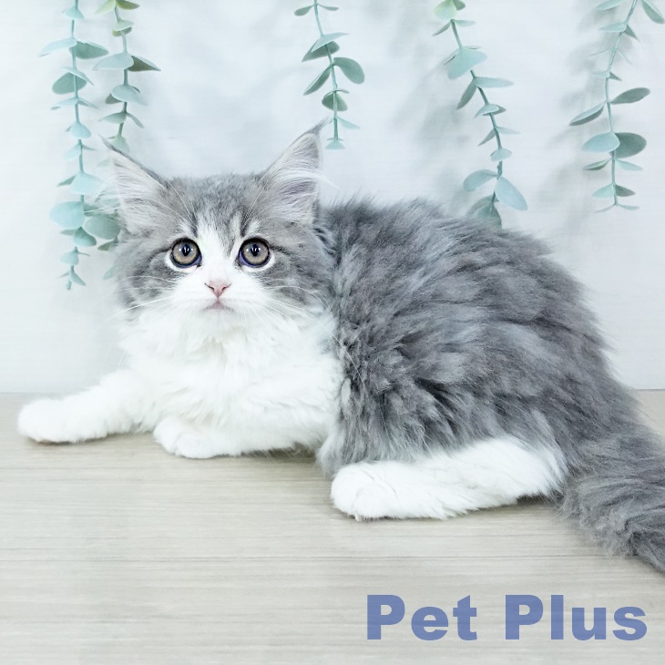 埼玉県のスコティッシュフォールド (ペットプラス ピオニウォーク東松山店/2025年10月25日生まれ/男の子/ブルータビーホワイト)の子猫の2枚目の画像