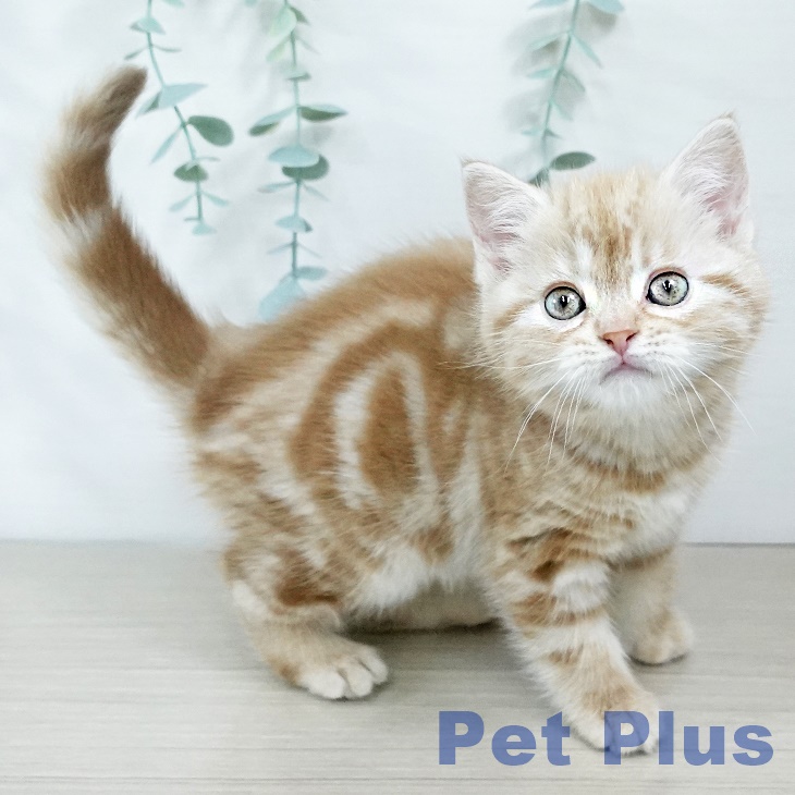 千葉県のアメリカンショートヘアー (ペットプラス 船橋店/2025年11月4日生まれ/女の子/レッドタビー)の子猫の1枚目の画像