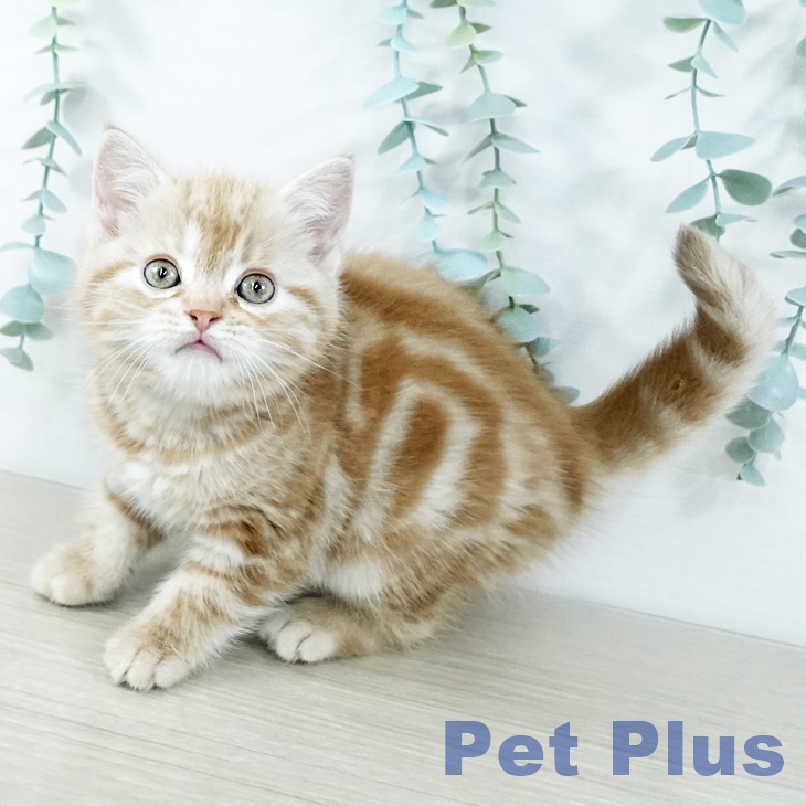 千葉県のアメリカンショートヘアー (ペットプラス 船橋店/2025年11月4日生まれ/女の子/レッドタビー)の子猫の2枚目の画像