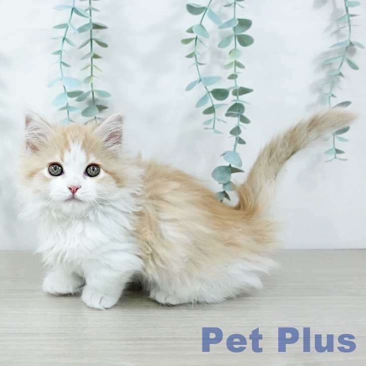 埼玉県のマンチカン (ペットプラス ららぽーと富士見店/2025年10月27日生まれ/男の子/クリームタビーホワイト)の子猫の1枚目の画像