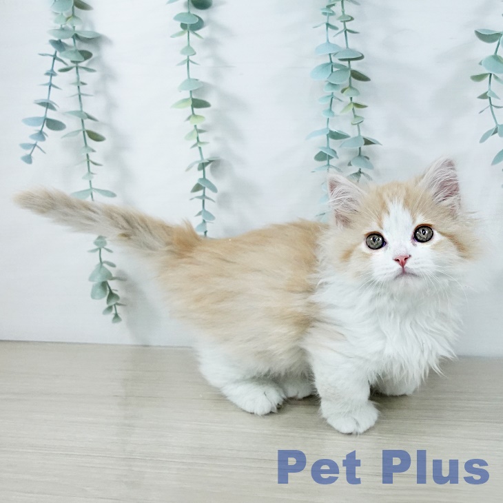 埼玉県のマンチカン (ペットプラス ららぽーと富士見店/2025年10月27日生まれ/男の子/クリームタビーホワイト)の子猫の2枚目の画像