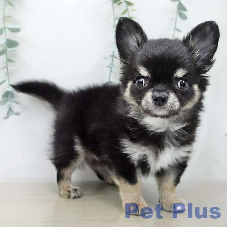 山形県のチワワ(ロング) (ペットプラス 天童店/2025年11月3日生まれ/男の子/ブラックタンホワイト)の子犬の1枚目の画像