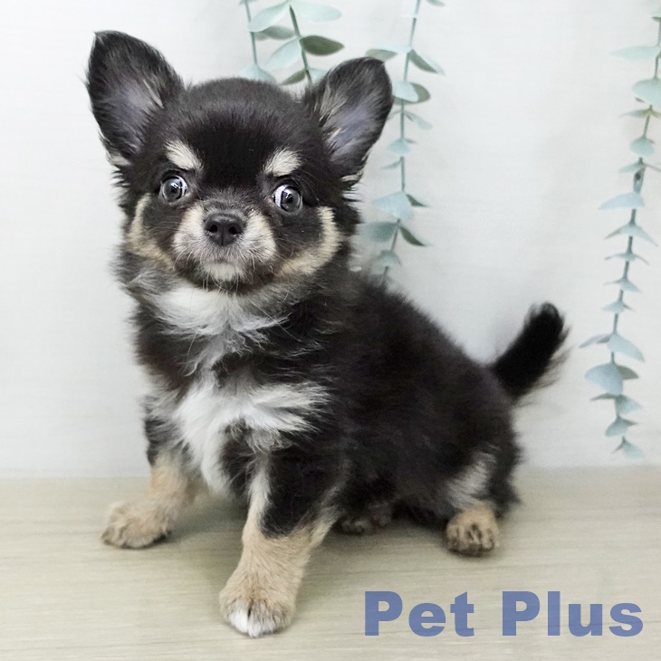山形県のチワワ(ロング) (ペットプラス 天童店/2025年11月3日生まれ/男の子/ブラックタンホワイト)の子犬の2枚目の画像