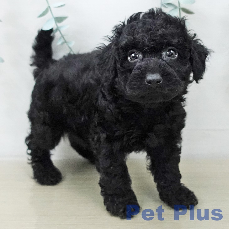 山形県のトイプードル(トイ) (ペットプラス 天童店/2025年11月5日生まれ/男の子/ブラック)の子犬の1枚目の画像