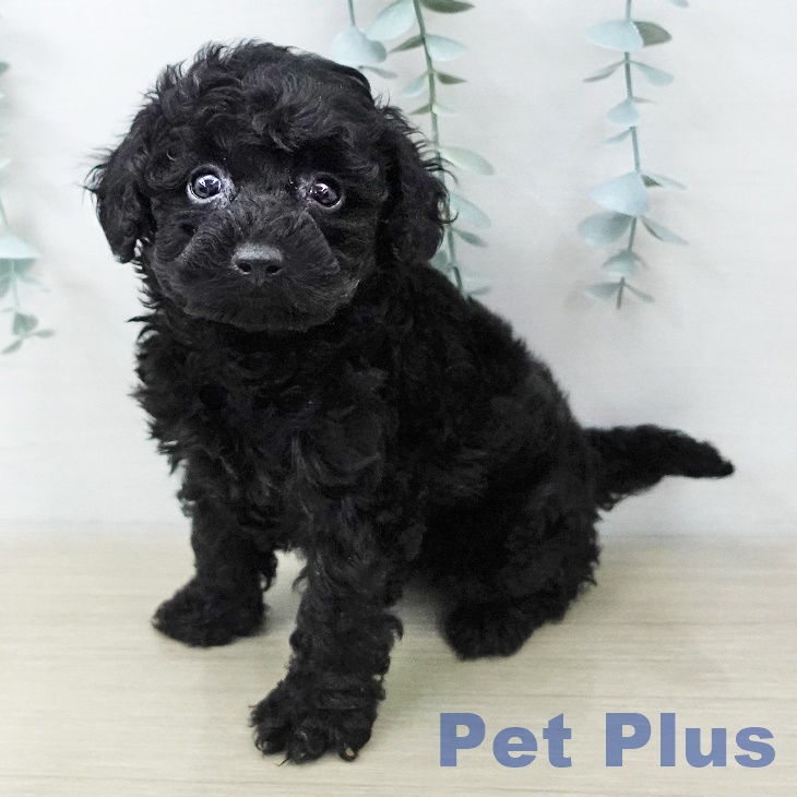 千葉県のトイプードル(トイ) (ペットプラス 幕張新都心店/2025年11月5日生まれ/女の子/ブラック)の子犬の1枚目の画像