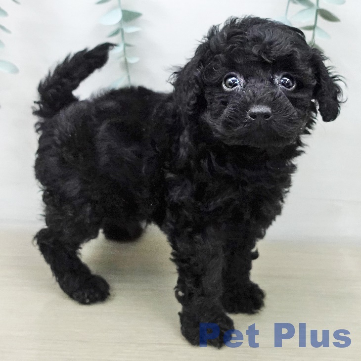 千葉県のトイプードル(トイ) (ペットプラス 幕張新都心店/2025年11月5日生まれ/女の子/ブラック)の子犬の2枚目の画像