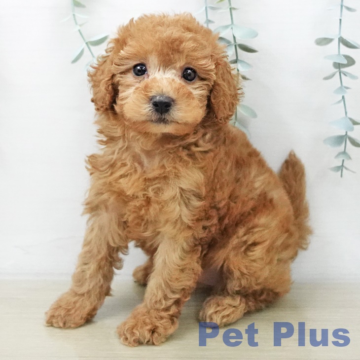 茨城県のトイプードル(トイ) (ペットプラス つくば店/2025年11月5日生まれ/女の子/レッド)の子犬の1枚目の画像