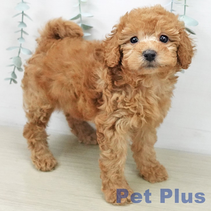 茨城県のトイプードル(トイ) (ペットプラス つくば店/2025年11月5日生まれ/女の子/レッド)の子犬の2枚目の画像