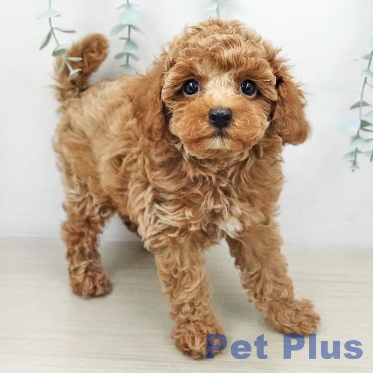 宮城県のトイプードル(トイ) (ペットプラス 仙台上杉店/2025年11月5日生まれ/男の子/アプリコット)の子犬の1枚目の画像