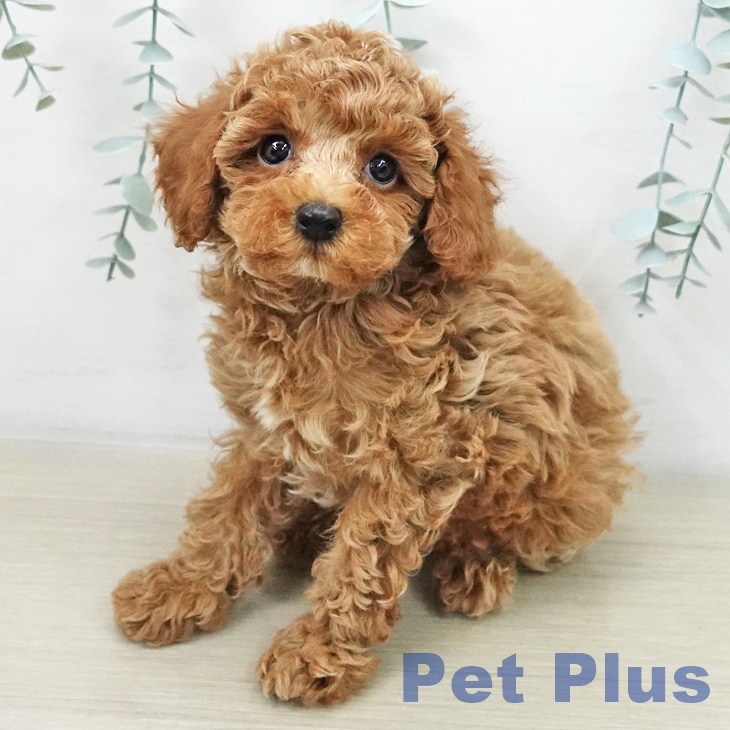 宮城県のトイプードル(トイ) (ペットプラス 仙台上杉店/2025年11月5日生まれ/男の子/アプリコット)の子犬の2枚目の画像