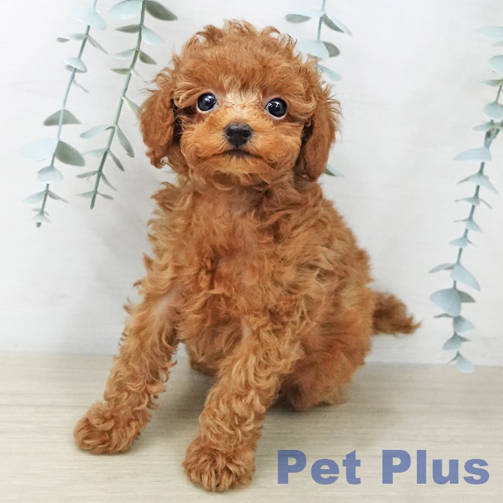 神奈川県のトイプードル(トイ) (ペットプラス 湘南平塚店/2025年11月5日生まれ/男の子/レッド)の子犬の1枚目の画像