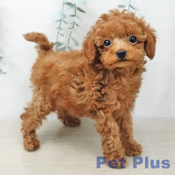 神奈川県のトイプードル(トイ) (ペットプラス 湘南平塚店/2025年11月5日生まれ/男の子/レッド)の子犬の2枚目の画像