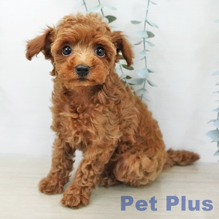 神奈川県のトイプードル(トイ) (ペットプラス 湘南平塚店/2025年11月5日生まれ/女の子/レッド)の子犬の2枚目の画像