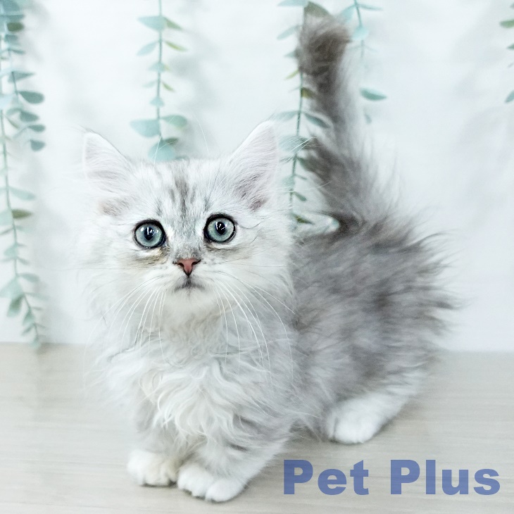 宮城県のミヌエット (ペットプラス 仙台上杉店/2025年11月3日生まれ/男の子/シェーデットシルバー)の子猫の1枚目の画像