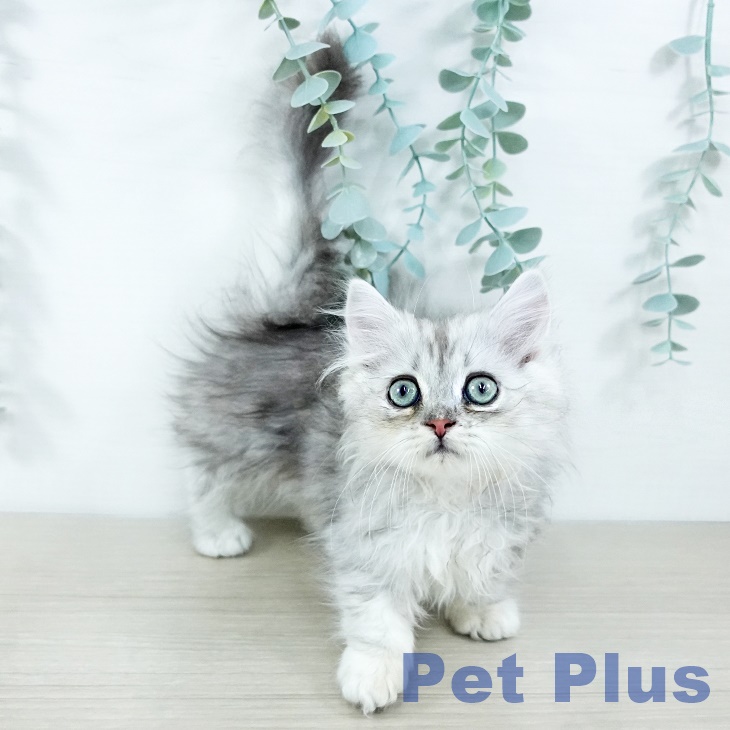 宮城県のミヌエット (ペットプラス 仙台上杉店/2025年11月3日生まれ/男の子/シェーデットシルバー)の子猫の2枚目の画像