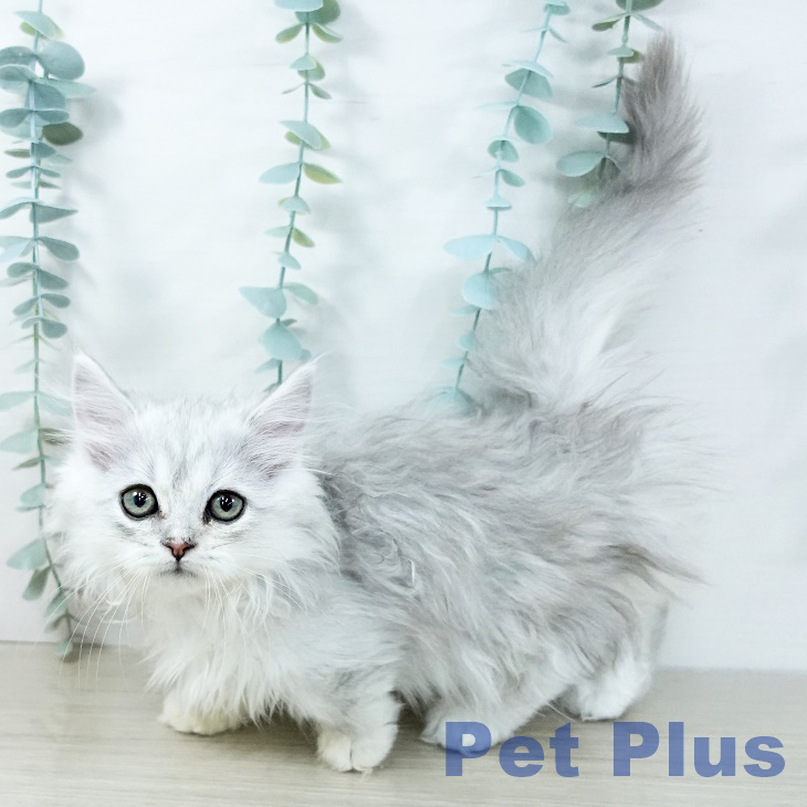 東京都のミヌエット (ペットプラス むさし村山店/2025年11月3日生まれ/女の子/シェーデットシルバー)の子猫の2枚目の画像