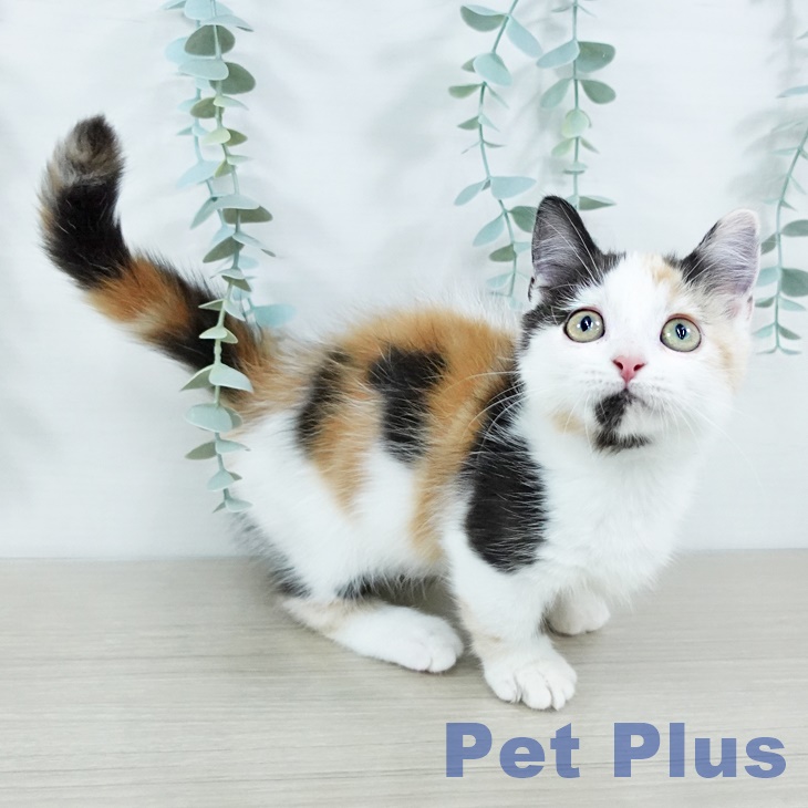 福島県のマンチカン (ペットプラス イオンタウン郡山店/2025年10月26日生まれ/女の子/キャリコ)の子猫