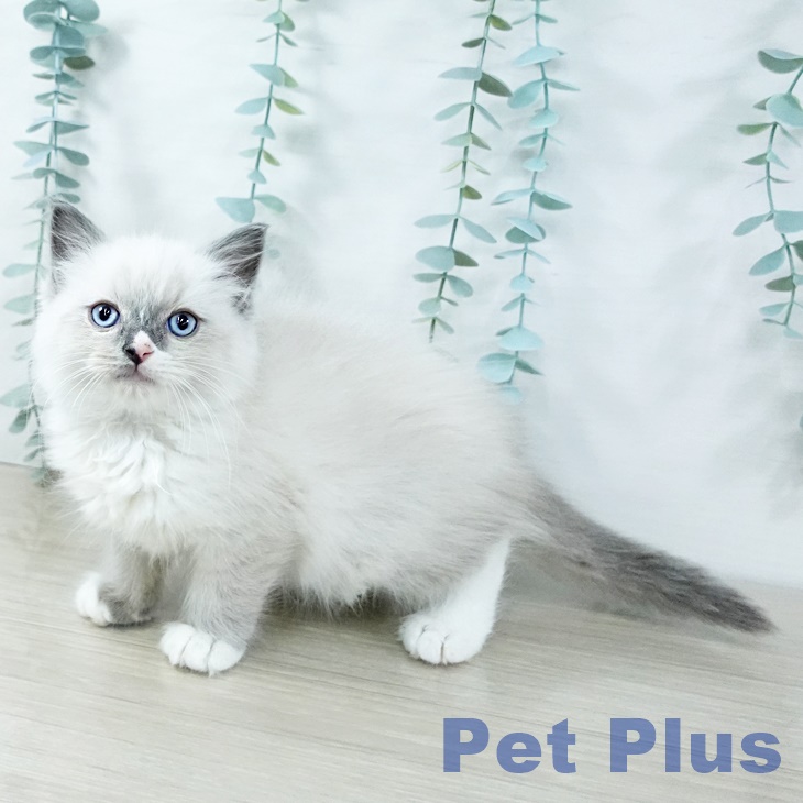 長野県のラグドール (ペットプラス 須坂店/2025年10月31日生まれ/男の子/ブルーポイントミテッド)の子猫の1枚目の画像