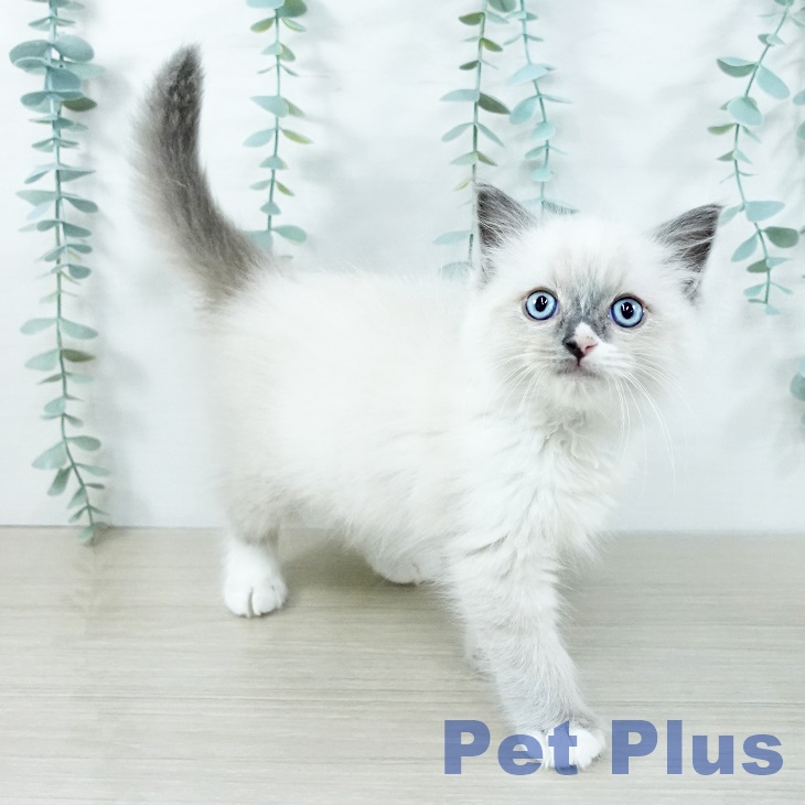 長野県のラグドール (ペットプラス 須坂店/2025年10月31日生まれ/男の子/ブルーポイントミテッド)の子猫の2枚目の画像