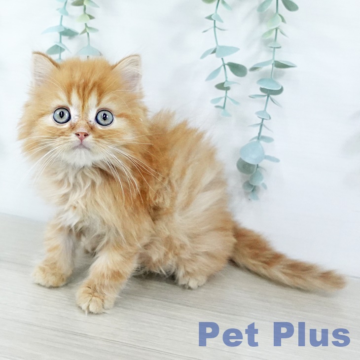 神奈川県のミヌエット (ペットプラス ゆめが丘ソラトス店/2025年11月6日生まれ/男の子/レッドタビー)の子猫の1枚目の画像