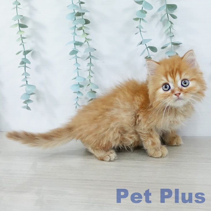 神奈川県のミヌエット (ペットプラス ゆめが丘ソラトス店/2025年11月6日生まれ/男の子/レッドタビー)の子猫の2枚目の画像