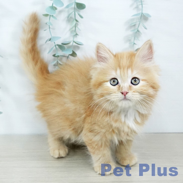 千葉県のミヌエット (ペットプラス 幕張新都心店/2025年11月6日生まれ/女の子/レッドタビー)の子猫の1枚目の画像