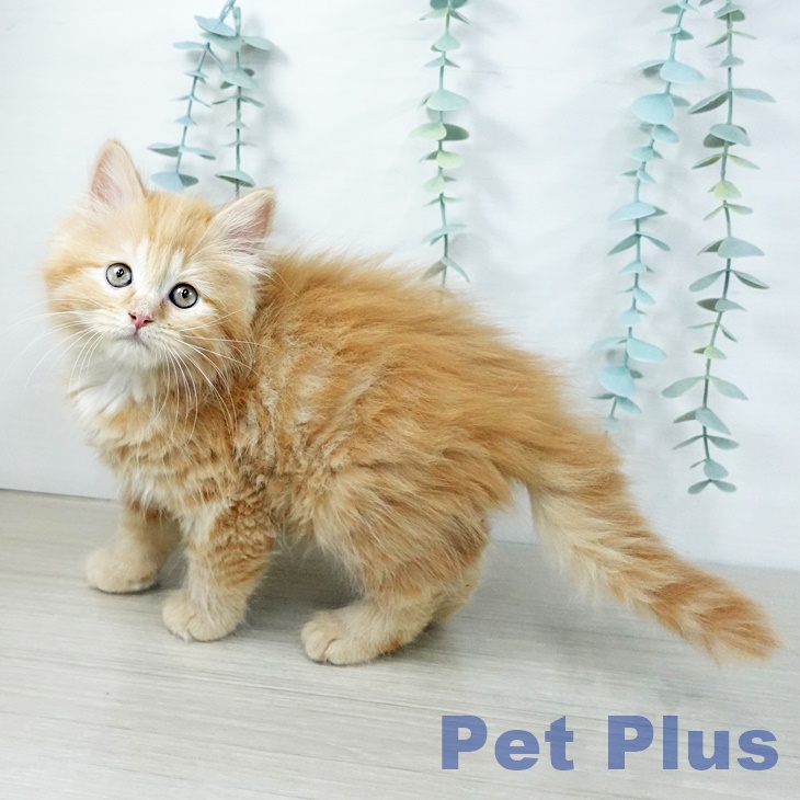 千葉県のミヌエット (ペットプラス 幕張新都心店/2025年11月6日生まれ/女の子/レッドタビー)の子猫の2枚目の画像