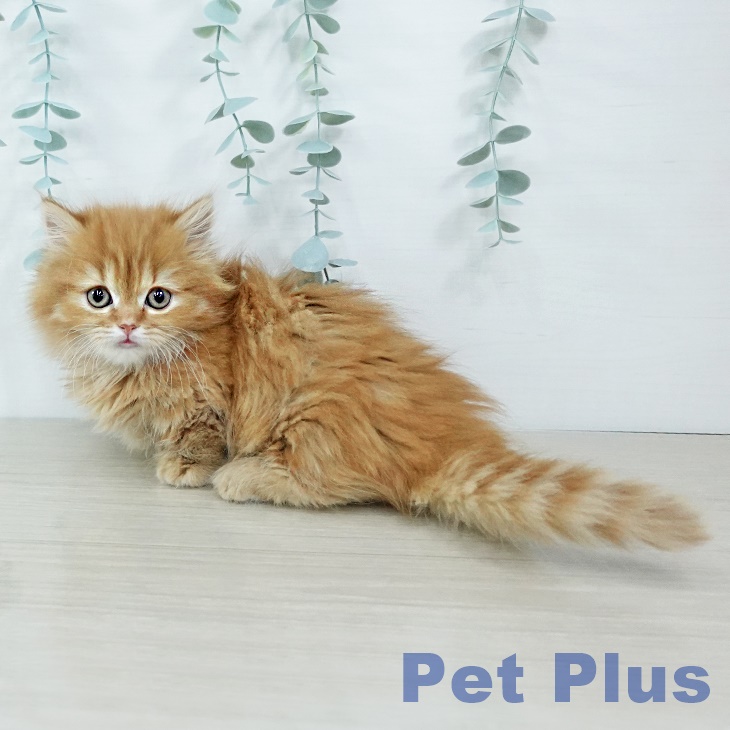 神奈川県のマンチカン (ペットプラス テラスモール湘南店/2025年10月30日生まれ/女の子/レッドタビー)の子猫の2枚目の画像