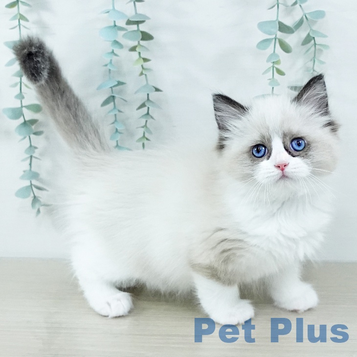 東京都のラグドール (ペッツワン 南砂町SUNAMO店/2025年11月6日生まれ/女の子/シールポイントバイカラー)の子猫の1枚目の画像