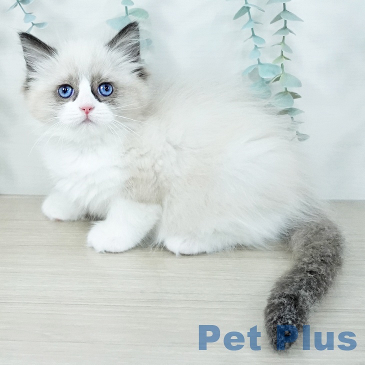 東京都のラグドール (ペッツワン 南砂町SUNAMO店/2025年11月6日生まれ/女の子/シールポイントバイカラー)の子猫の2枚目の画像