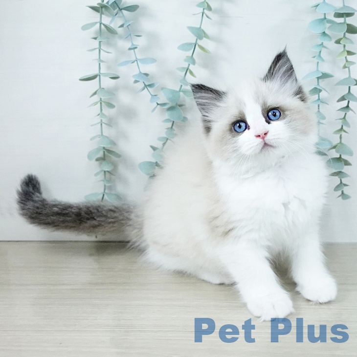 埼玉県のラグドール (ペットプラス ららぽーと富士見店/2025年11月6日生まれ/女の子/シールポイントバイカラー)の子猫の1枚目の画像
