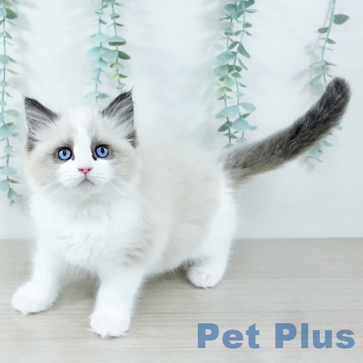埼玉県のラグドール (ペットプラス ららぽーと富士見店/2025年11月6日生まれ/女の子/シールポイントバイカラー)の子猫の2枚目の画像