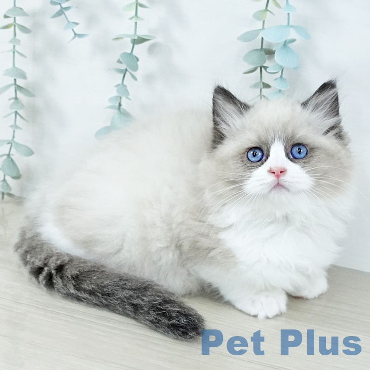 埼玉県のラグドール (ペットプラス 浦和美園店/2025年11月6日生まれ/女の子/シールポイントバイカラー)の子猫の1枚目の画像