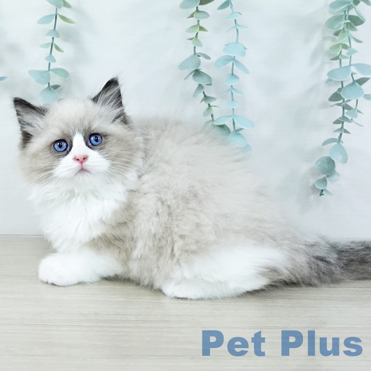 埼玉県のラグドール (ペットプラス 浦和美園店/2025年11月6日生まれ/女の子/シールポイントバイカラー)の子猫の2枚目の画像