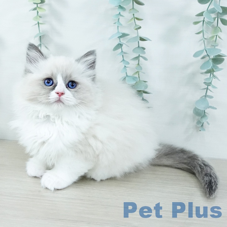神奈川県のラグドール (ペットプラス アミーゴ藤沢店/2025年11月6日生まれ/女の子/ブルーポイントバイカラー)の子猫の1枚目の画像